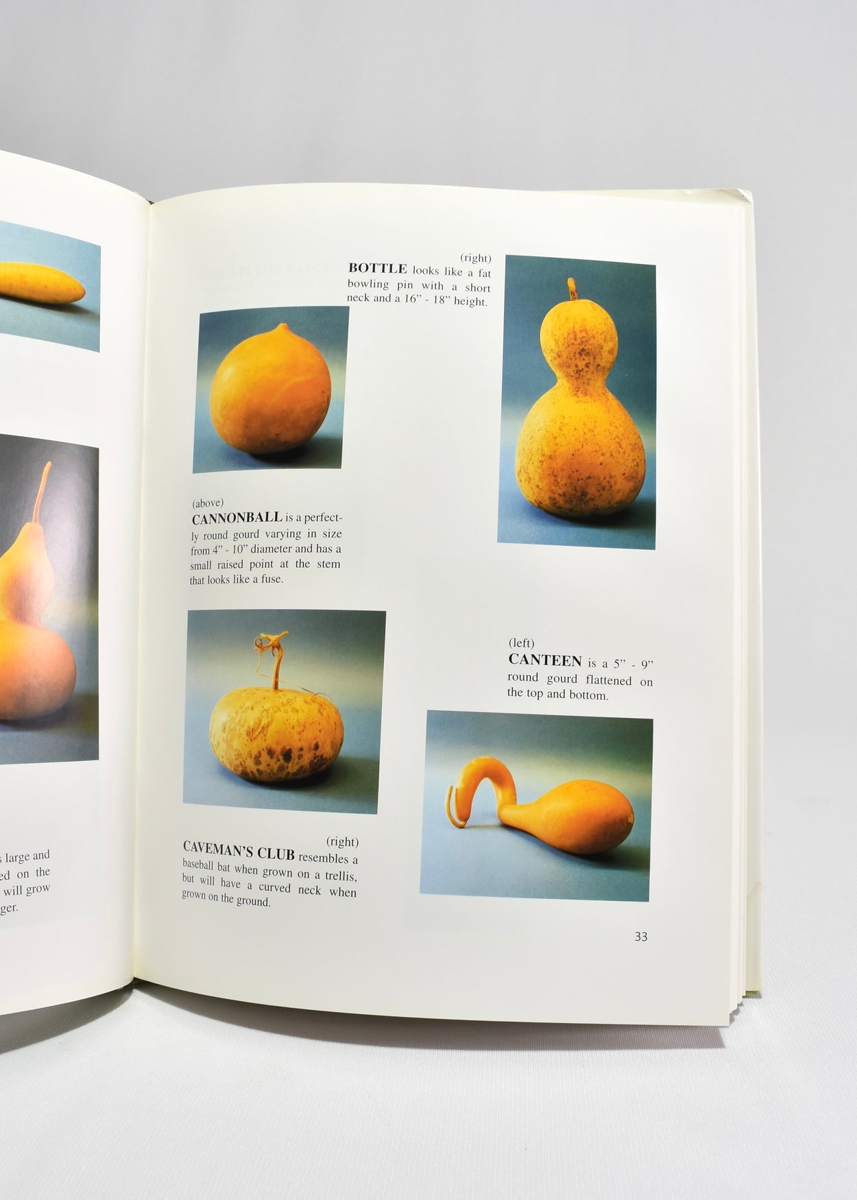 Gourds: From Vine to Design