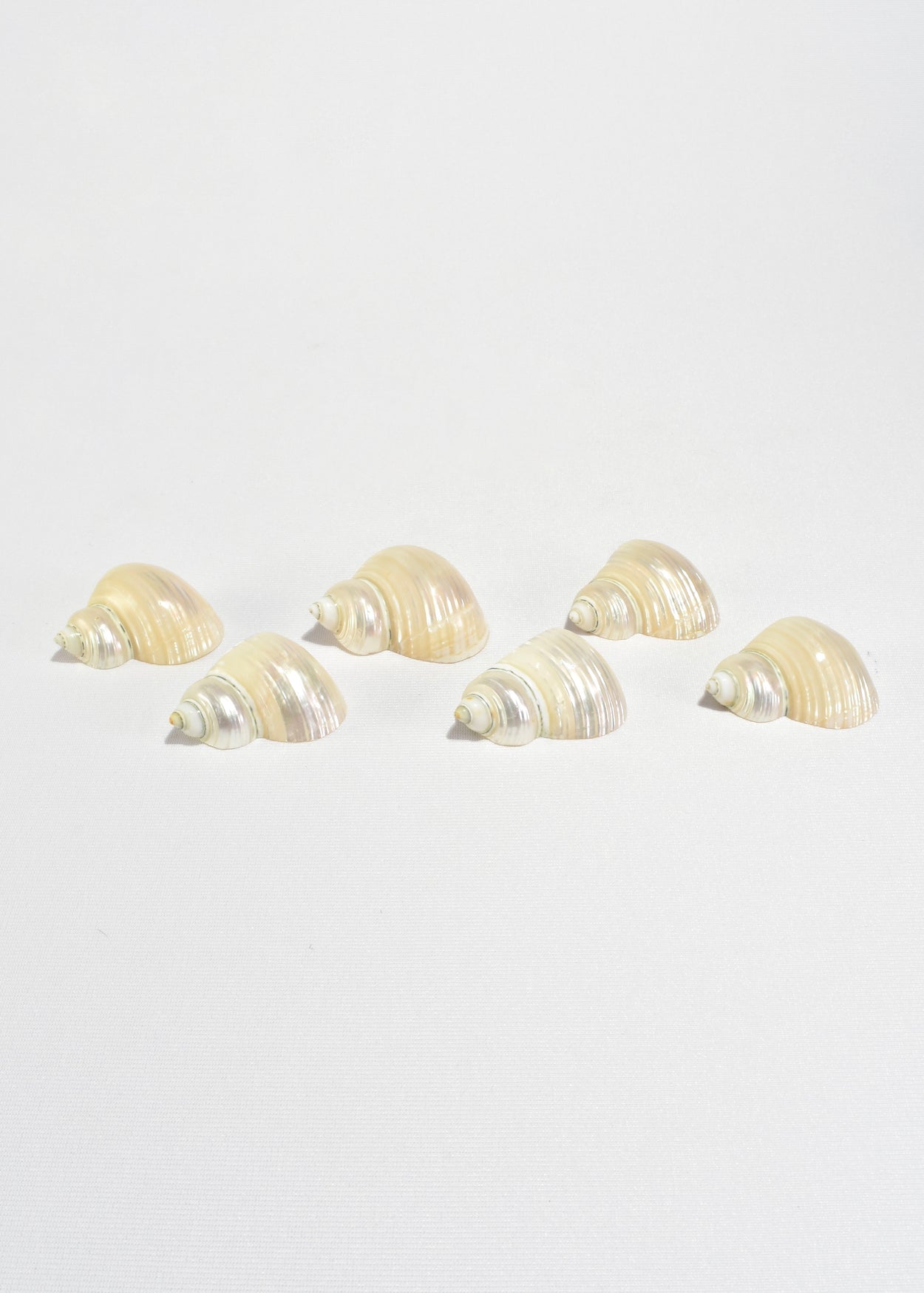 Shell Napkin Rings, Set of Six