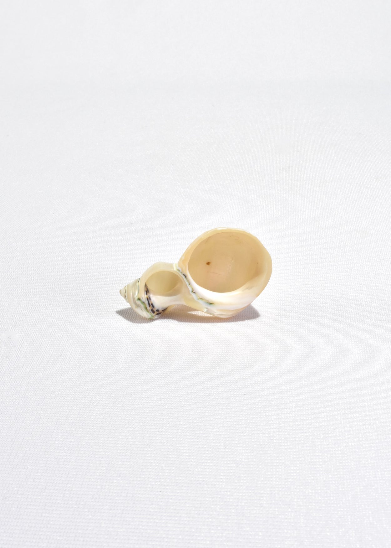 Shell Napkin Rings, Set of Six