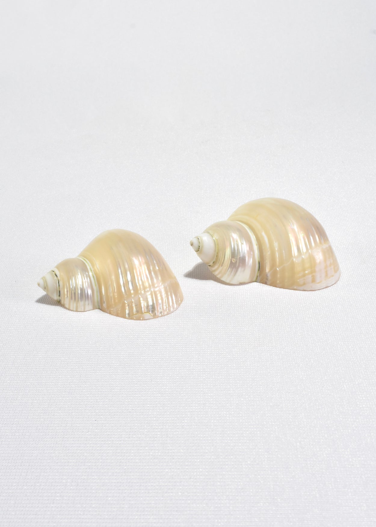Shell Napkin Rings, Set of Six