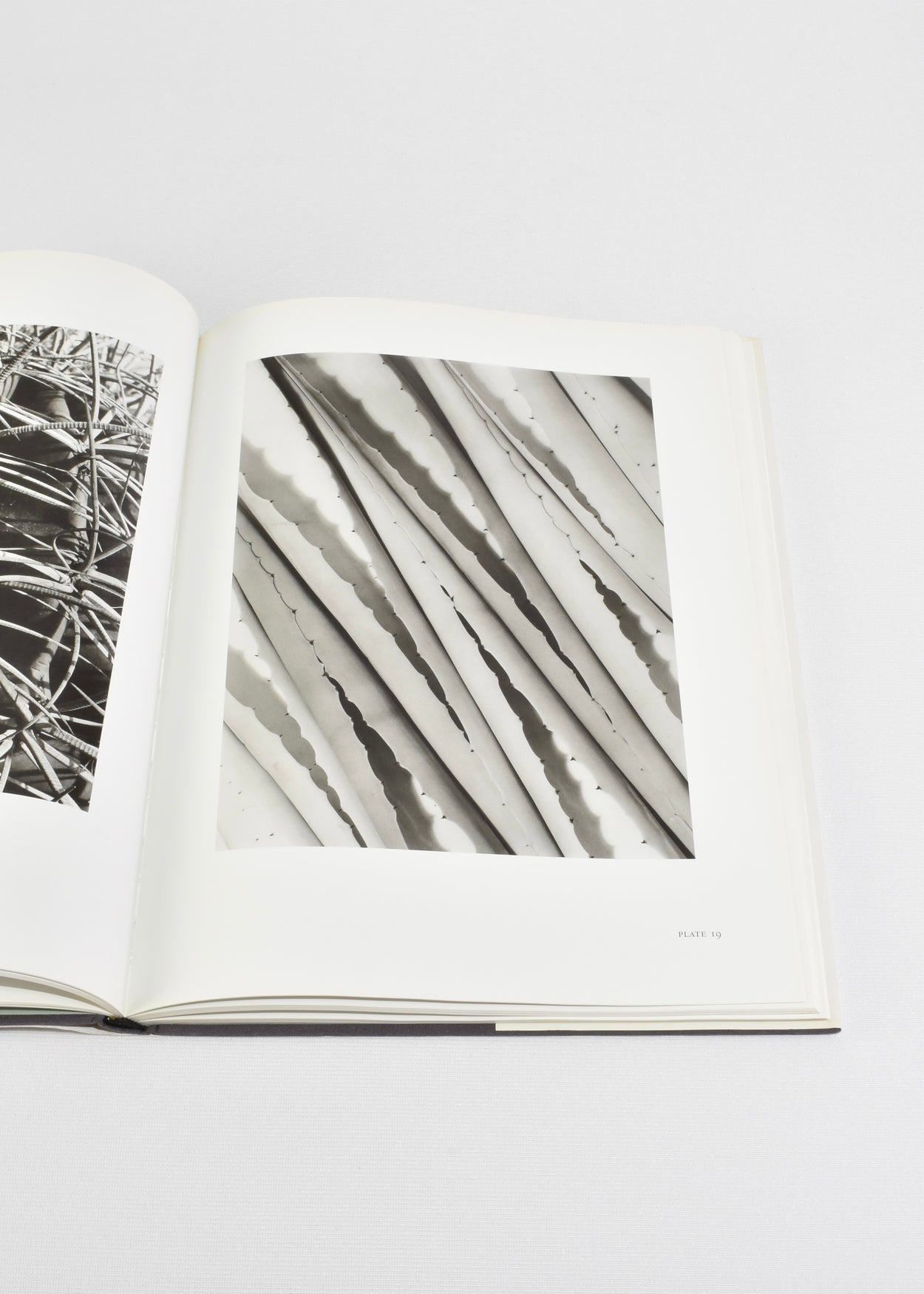 Imogen Cunningham: Flora