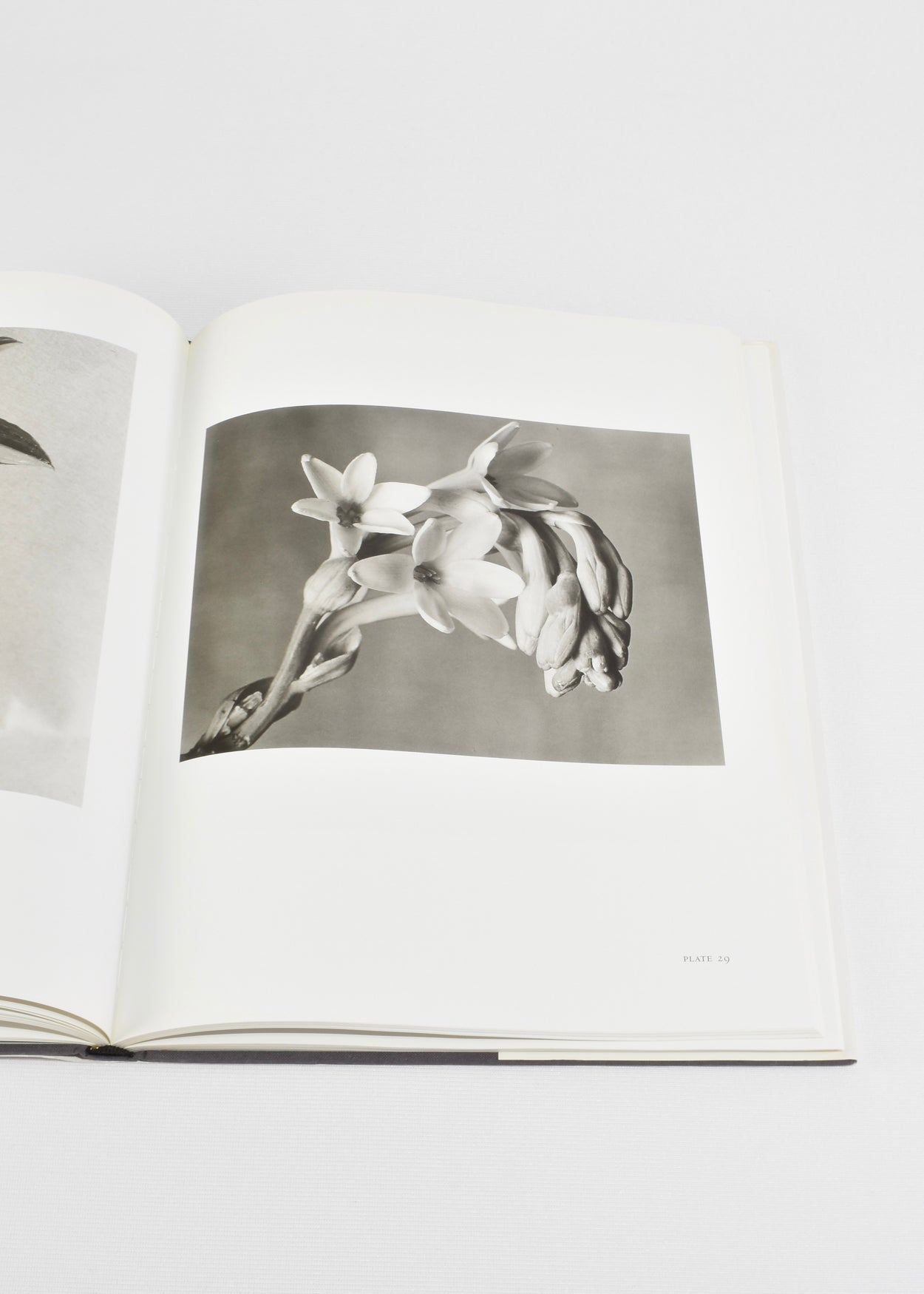 Imogen Cunningham: Flora