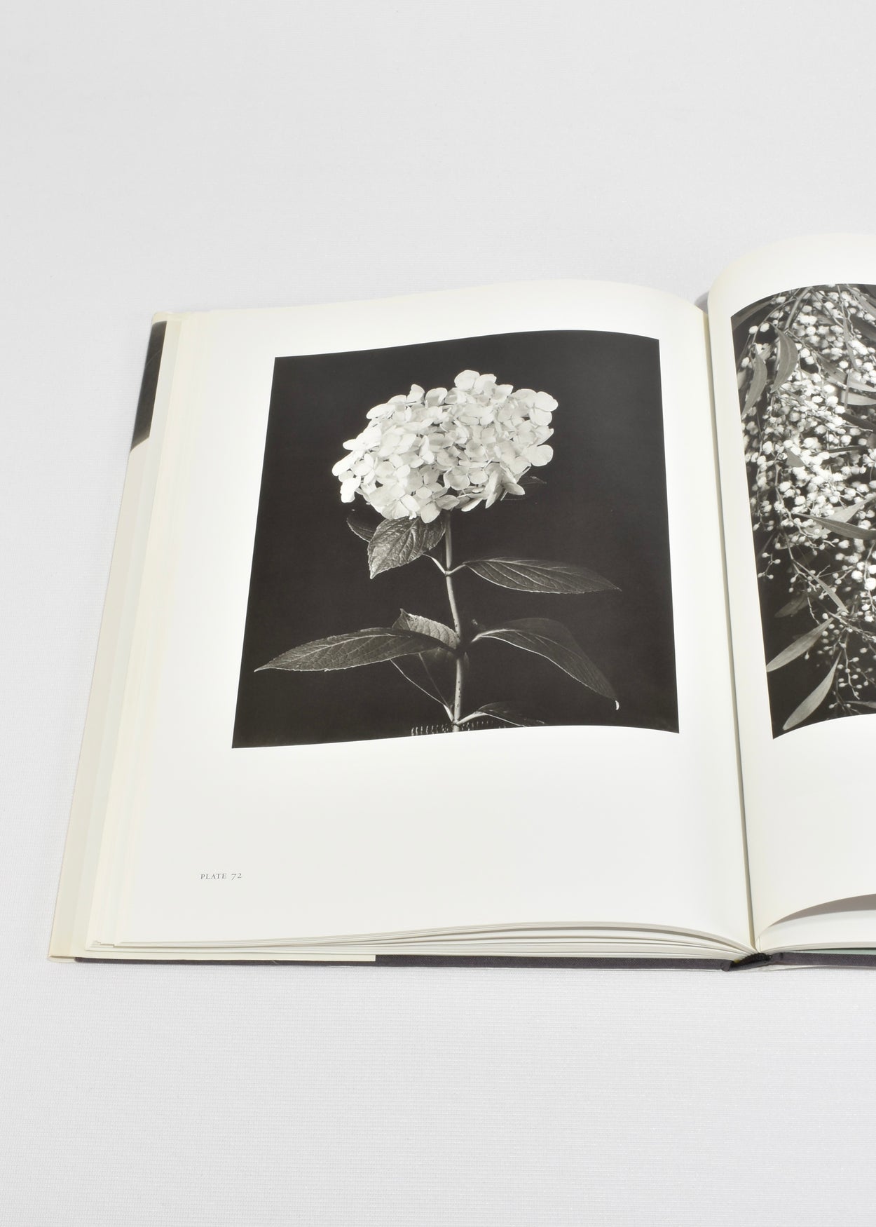 Imogen Cunningham: Flora