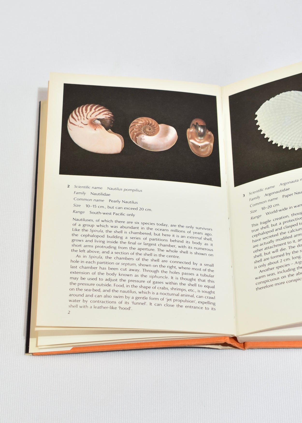 The World of Shells