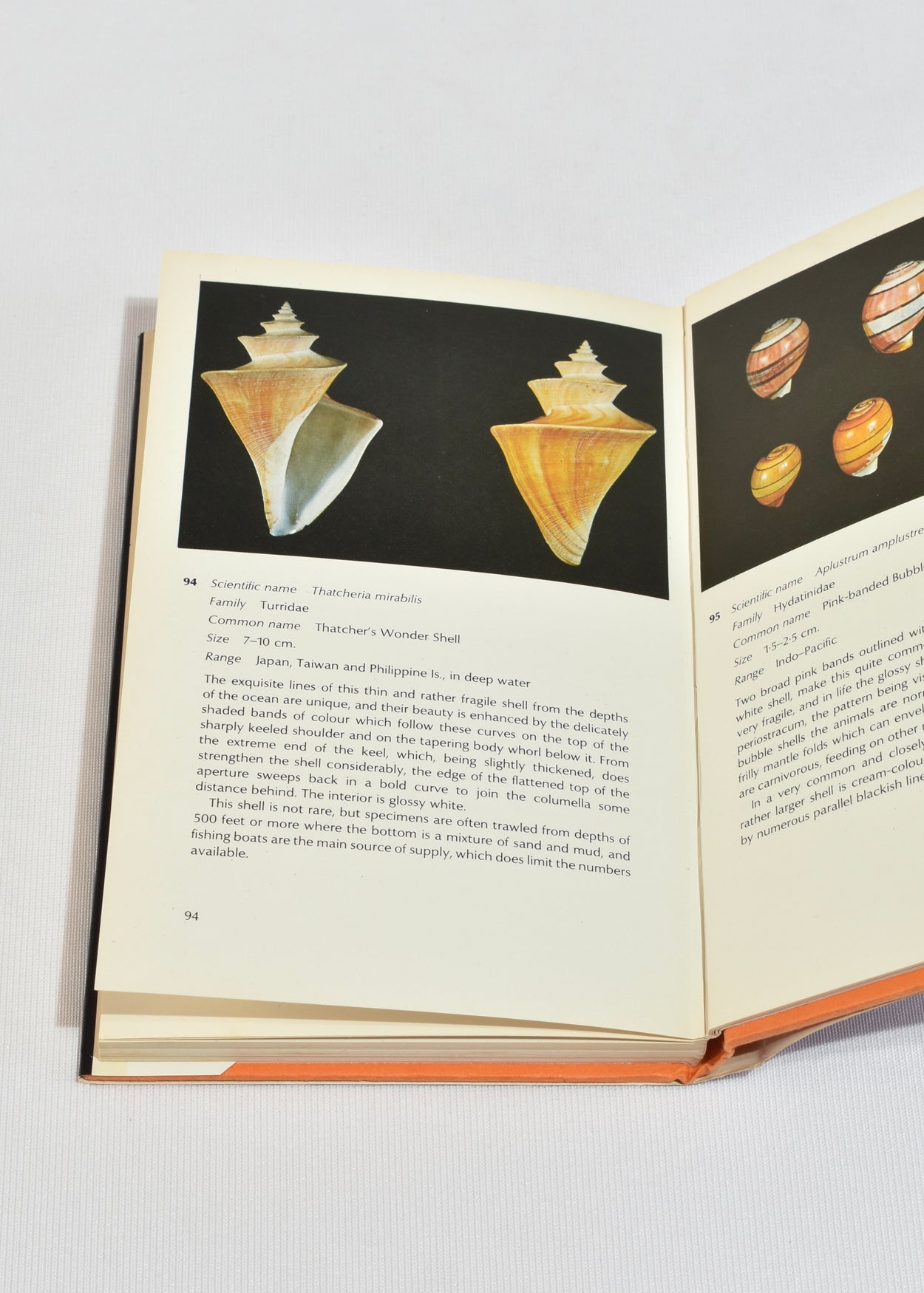 The World of Shells