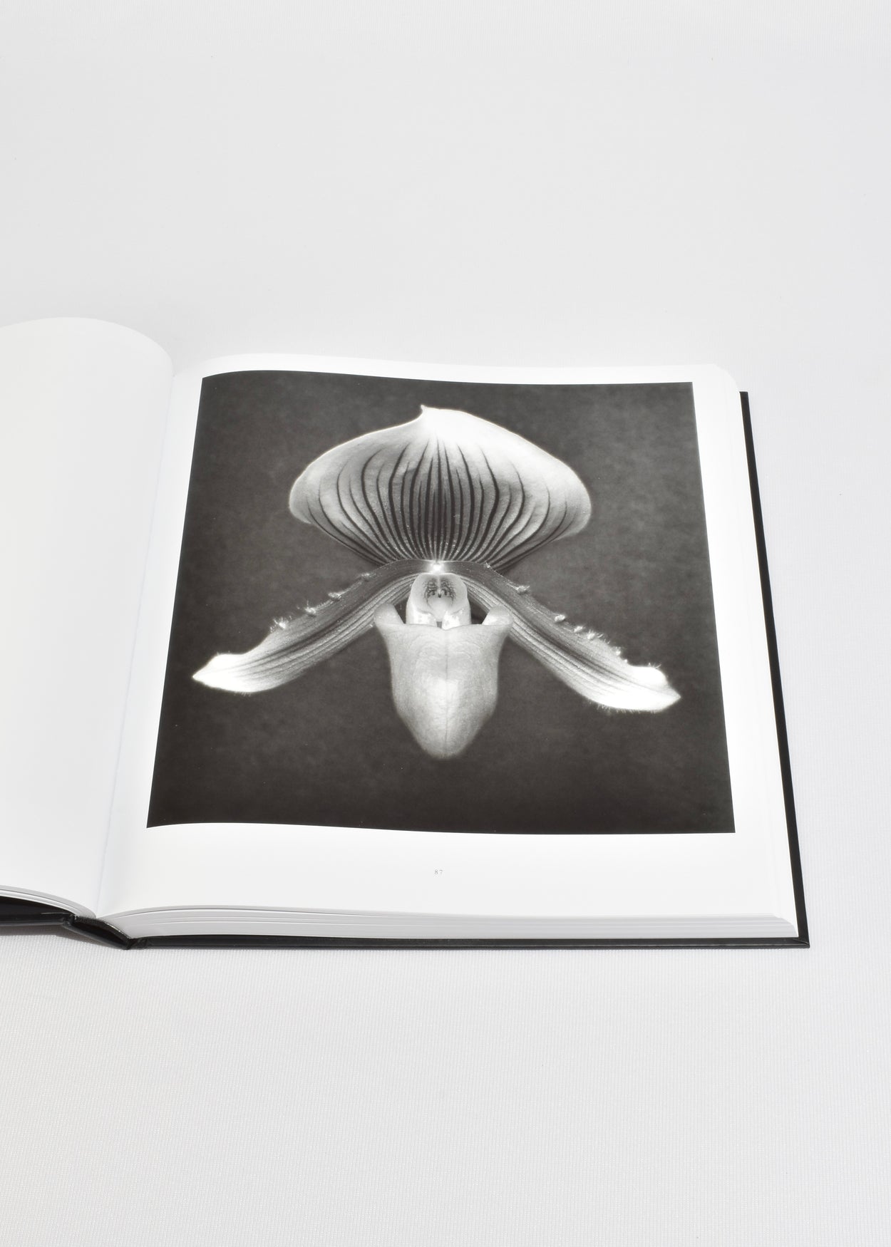 Mapplethorpe Flora