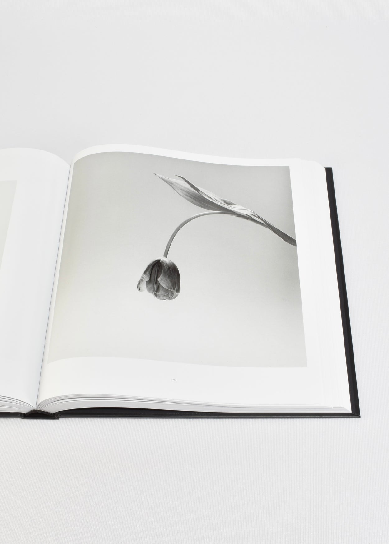 Mapplethorpe Flora