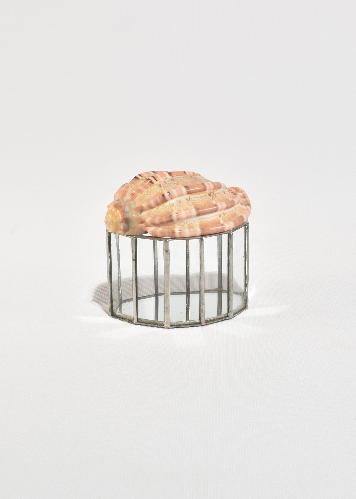 Shell Glass Box