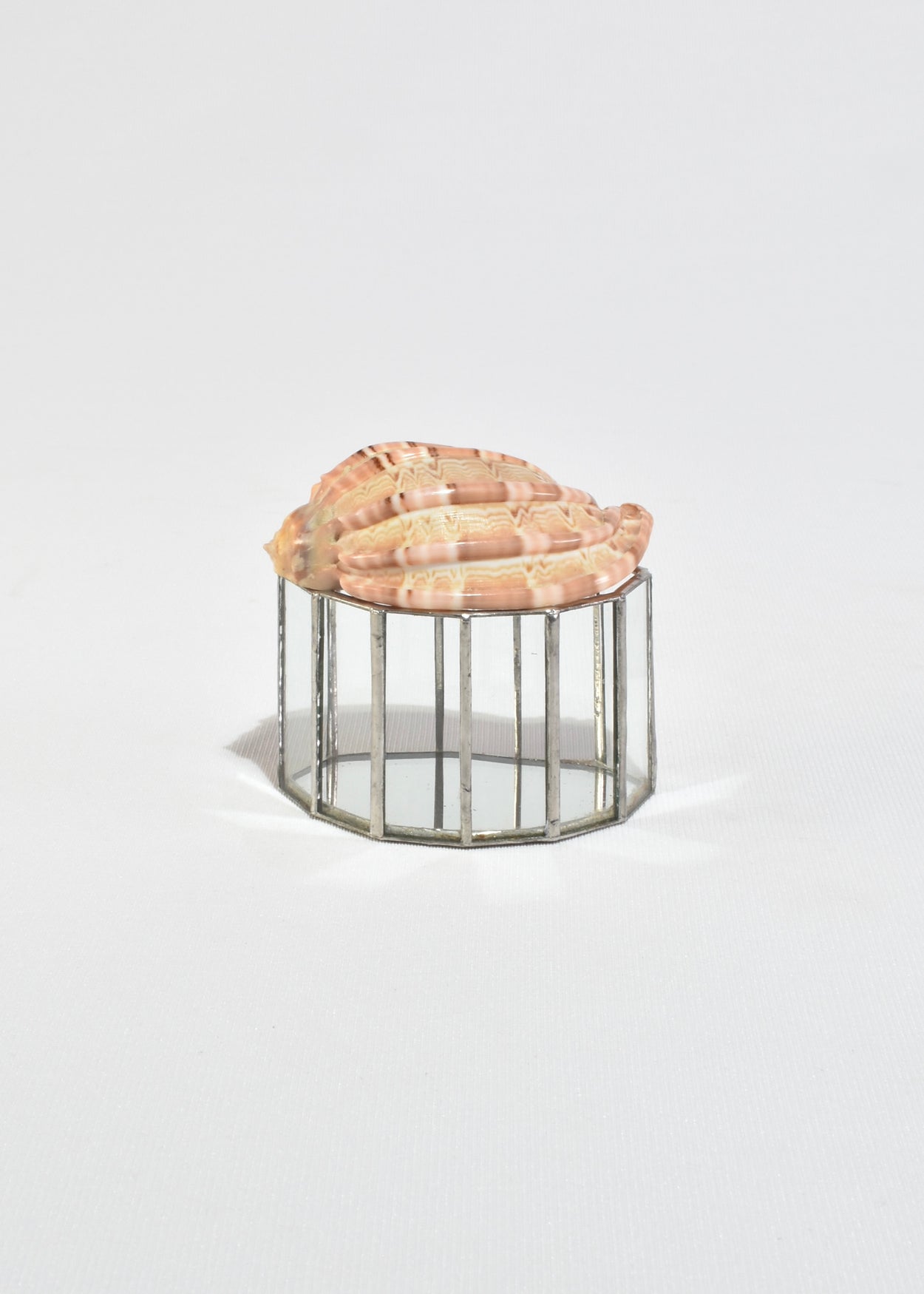 Shell Glass Box