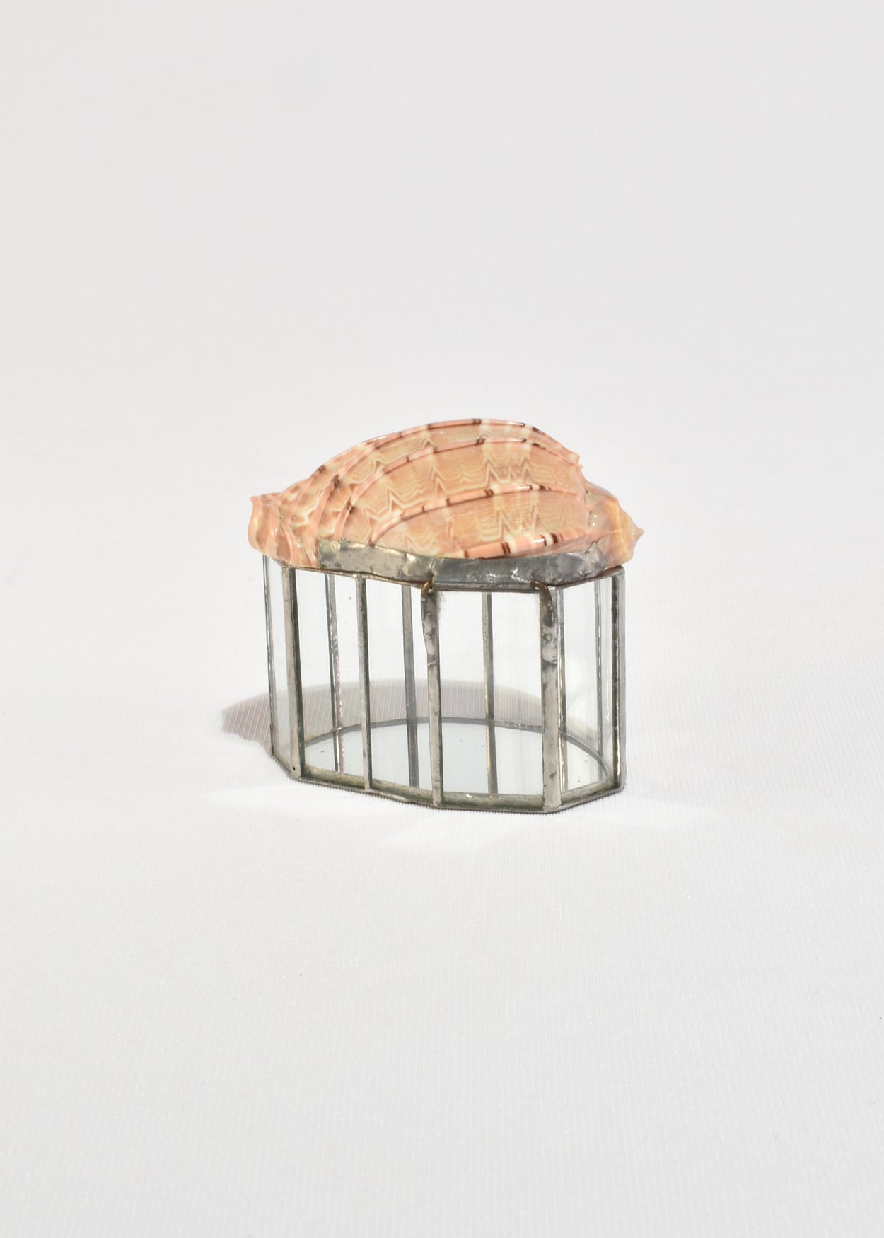 Shell Glass Box