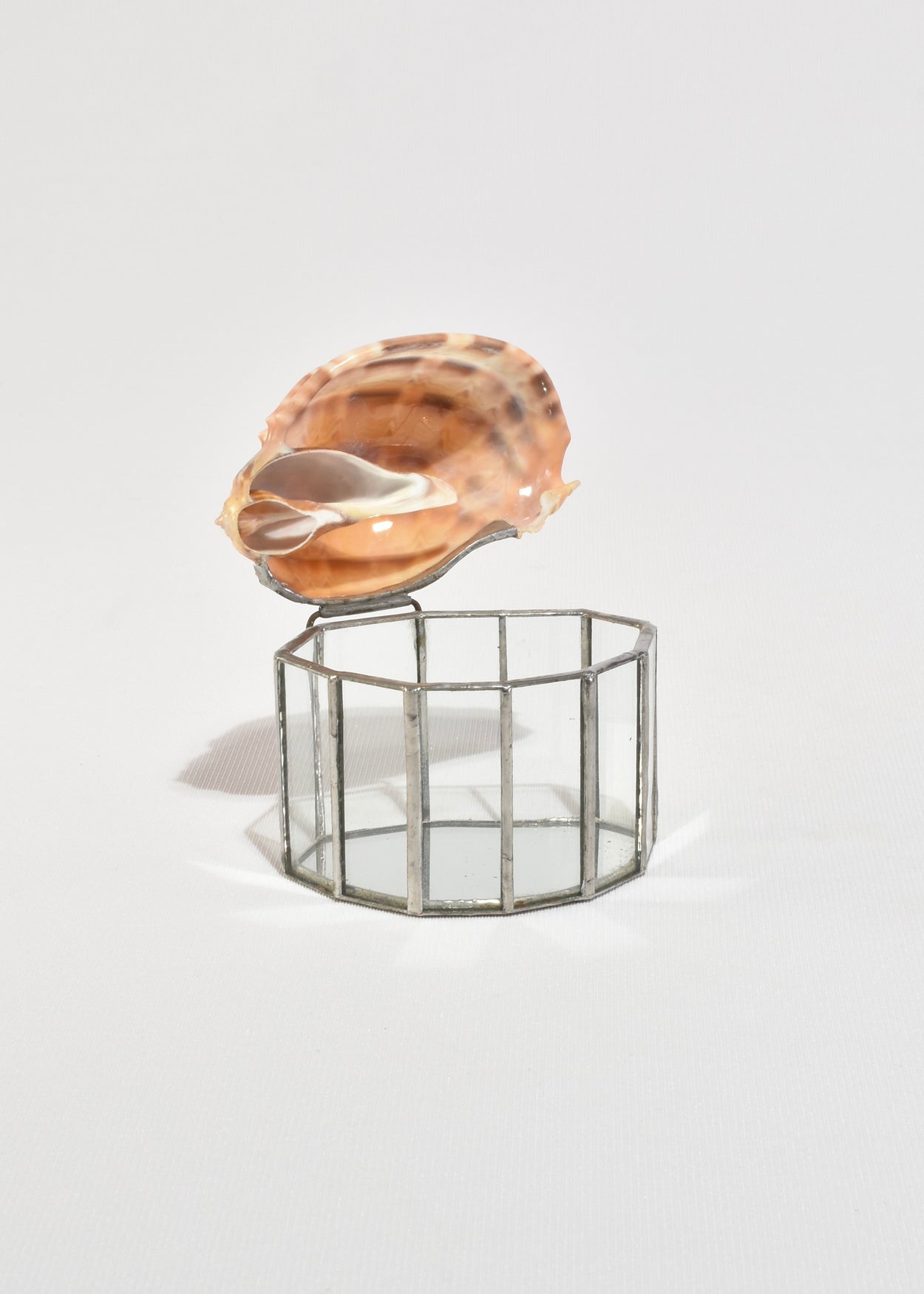 Shell Glass Box