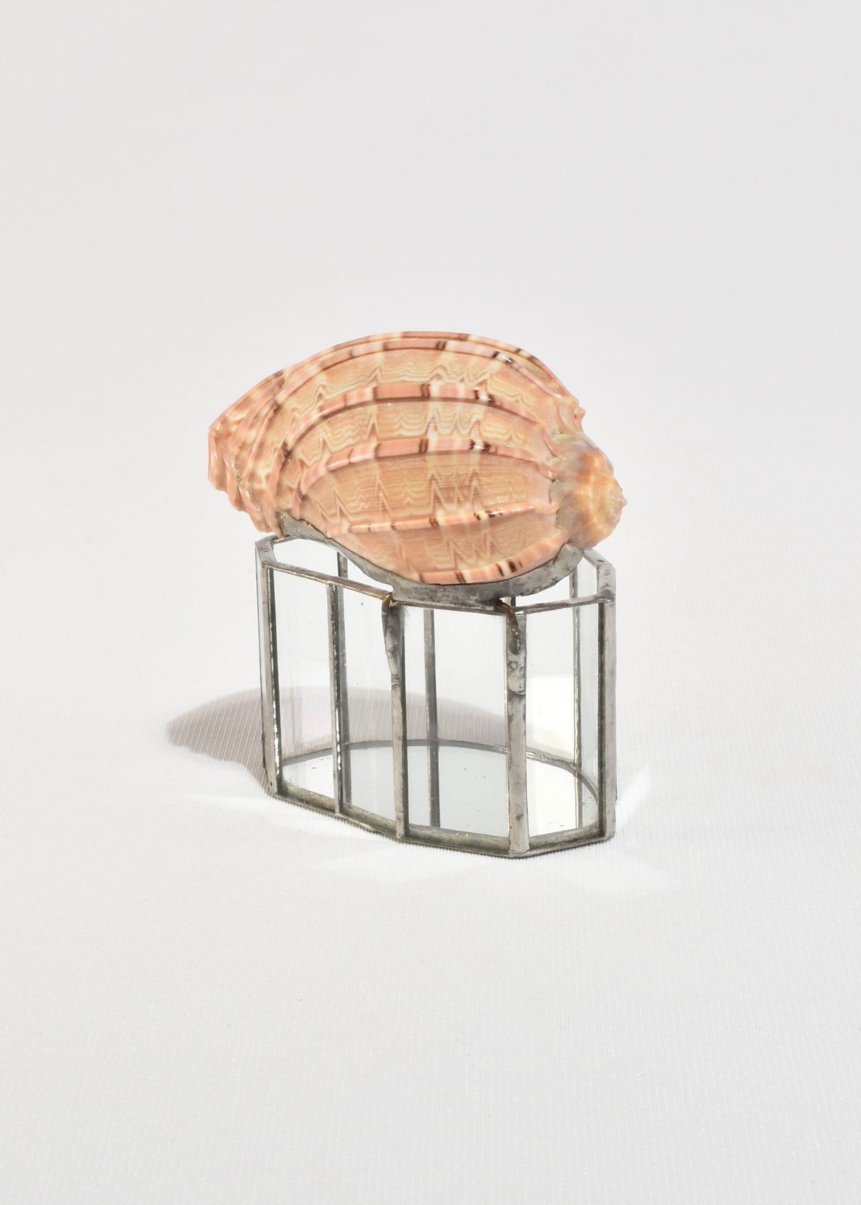 Shell Glass Box