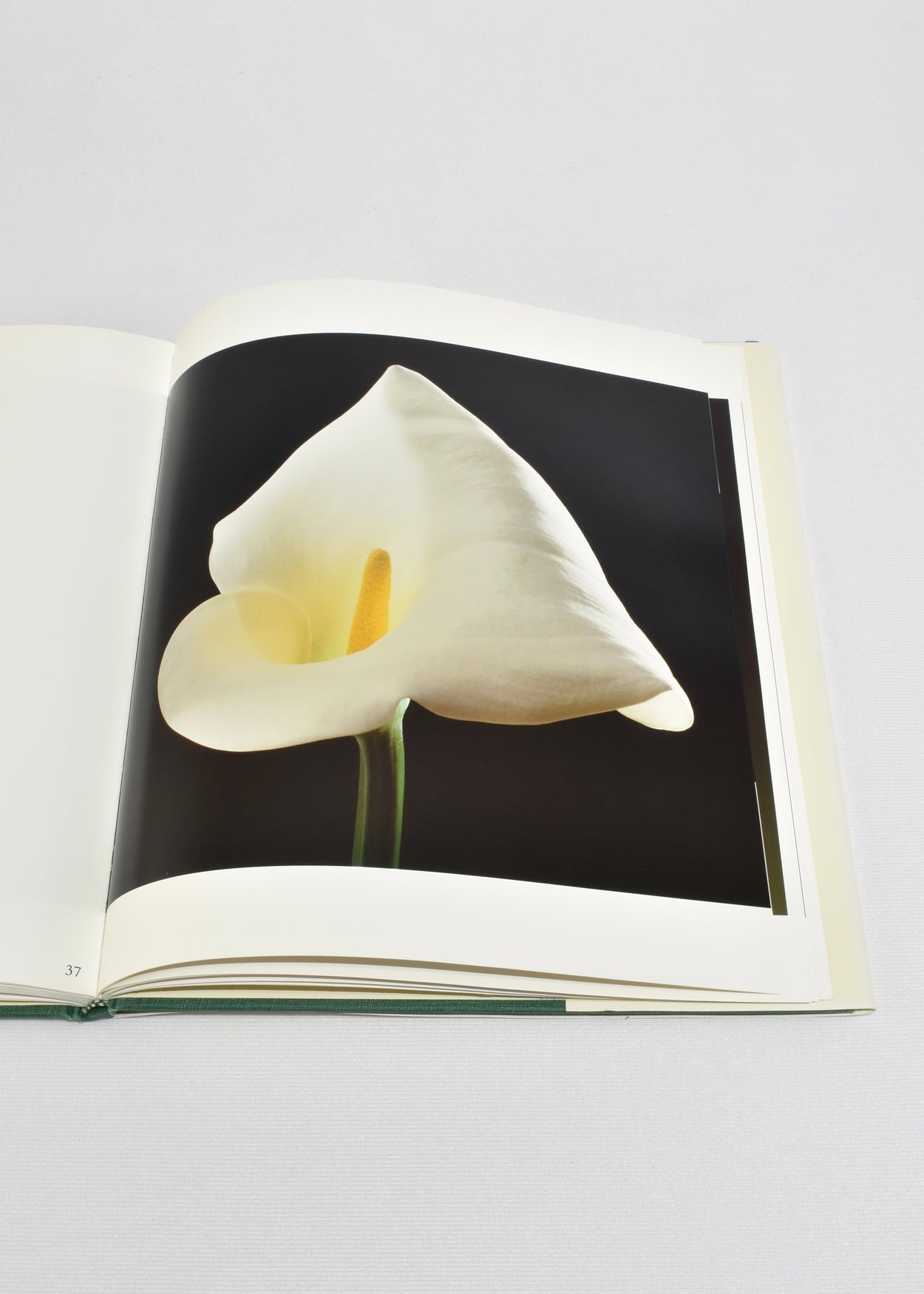 Flowers: Mapplethorpe