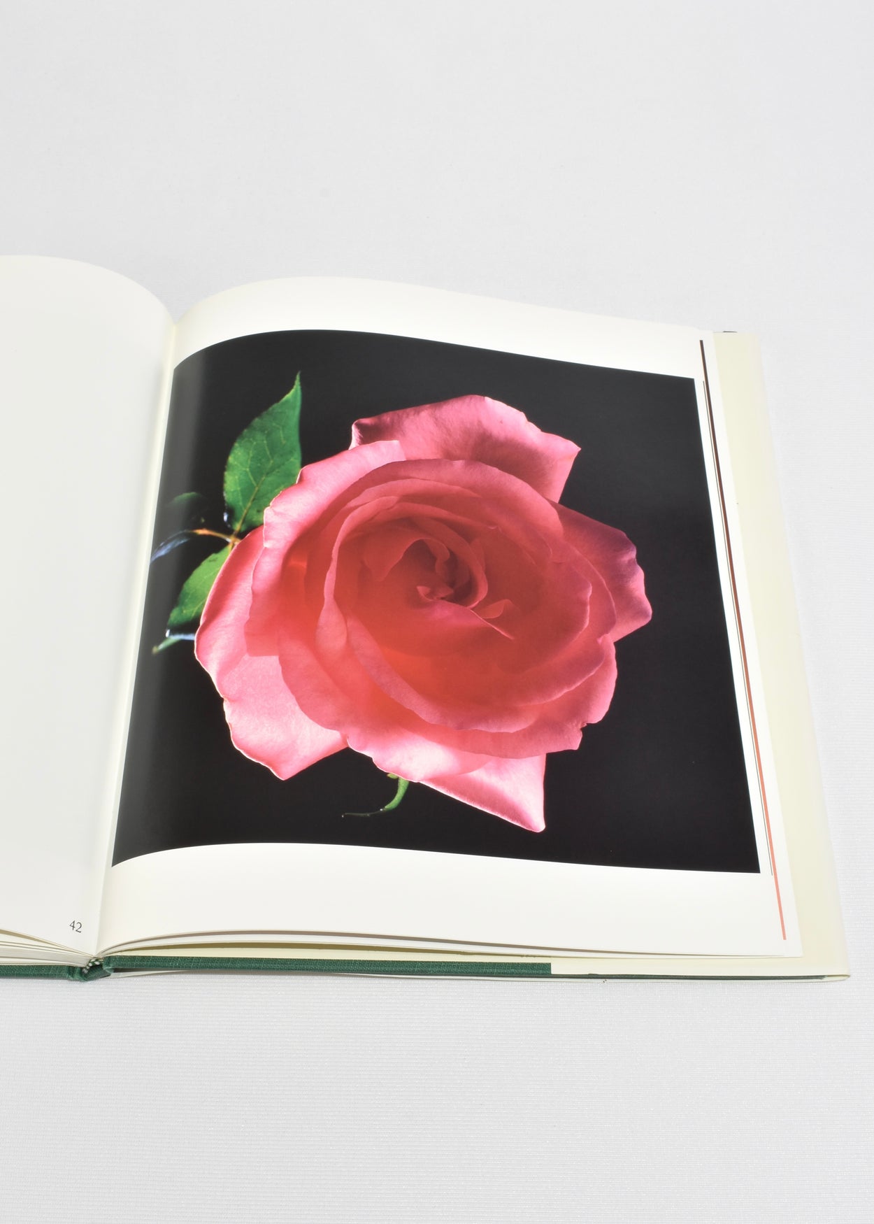 Flowers: Mapplethorpe