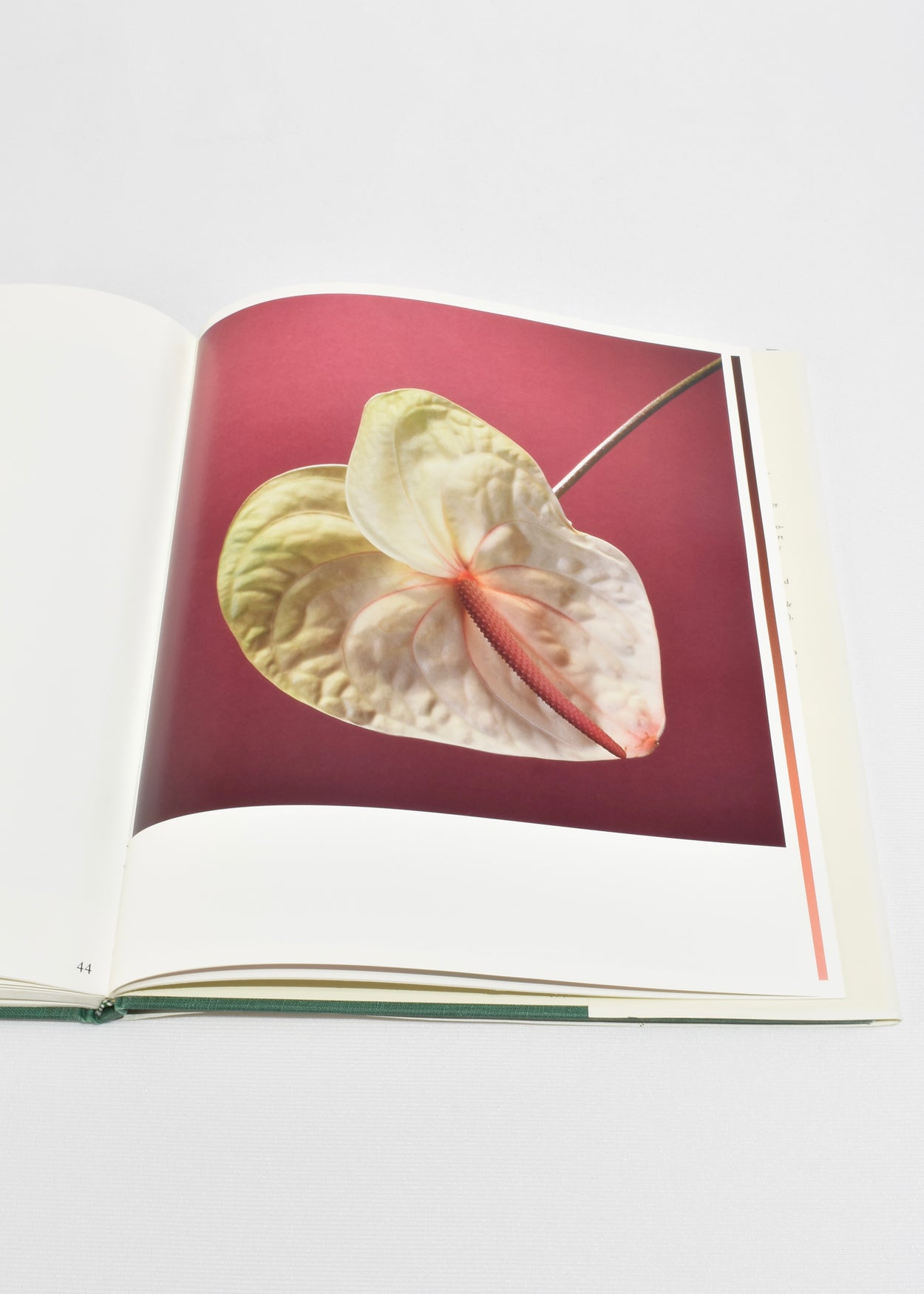 Flowers: Mapplethorpe