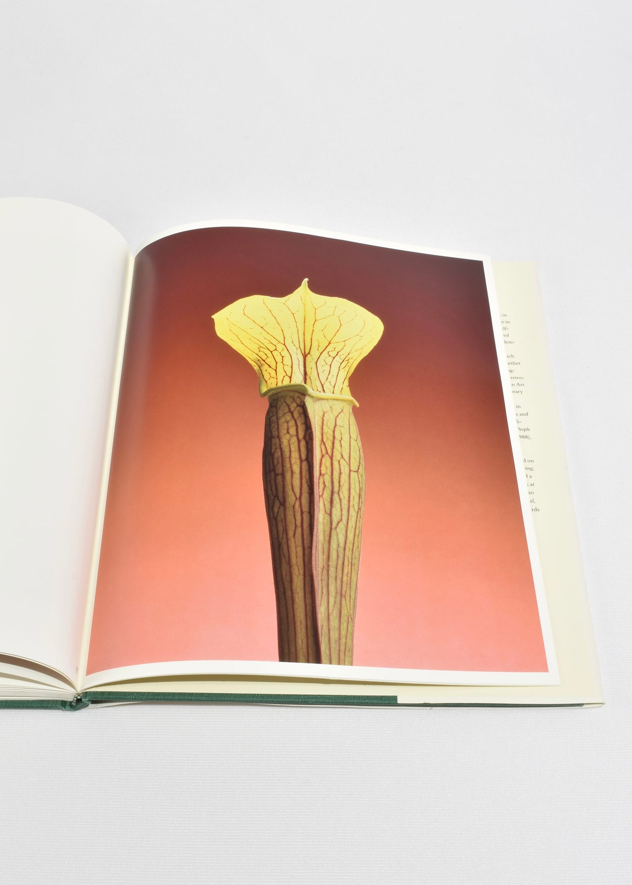 Flowers: Mapplethorpe